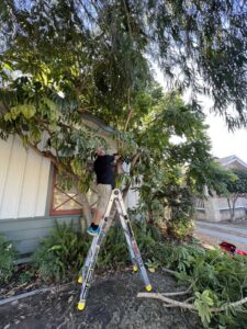 Junk Removal Workers Removing Trees and Bushes in Costa Mesa, CA